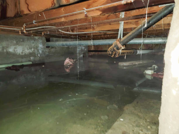 Best Professional water damage repair  in , ND